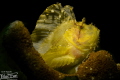   Leaf Fish  
